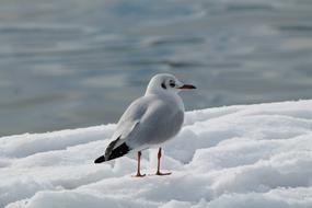 seagull in winter in Switzerland