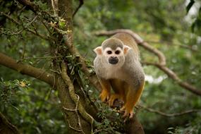 funny primate in wildlife