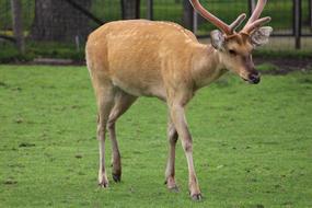 brown deer on the grass at the zoo