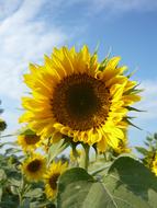 Sunflower Autumn Sky macro