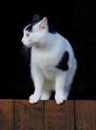 Cat on wooden fence