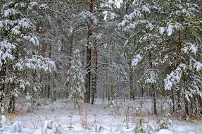 Winter Forest Snow