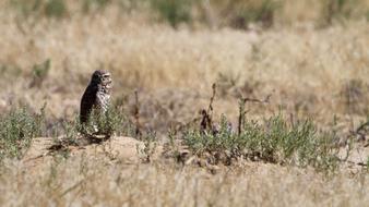 cute wild owl in the field