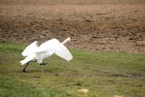 enchanting Swan Departure Bird