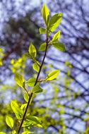 Spring Green Forest macro