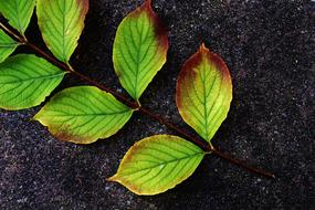 Leaves Branch Autumn