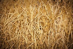 Natural background of dry yellow Grass