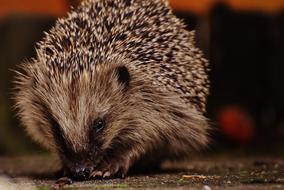 Hedgehog on ground, front view