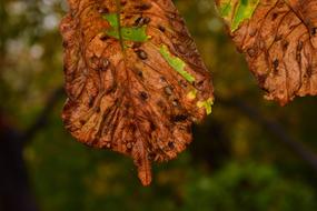 Autumn Fall Foliage Leaves