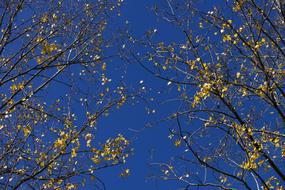 poplar foliage in autumn