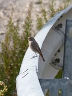 small passerine bird is on a metal construction