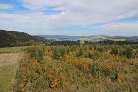 Meadow Forest Nature