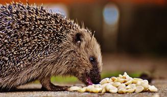 Profile portrait of the cute, beautiful and colorful hedgehog, eating meal