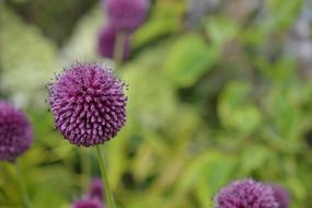 Purple Flowers macro blur