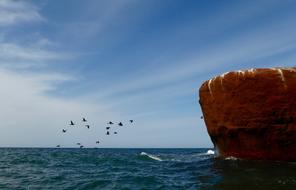 Water Rock Birds