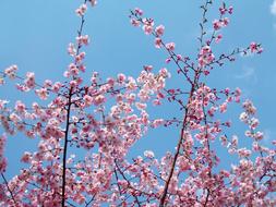 Spring Flowers Tree Flower