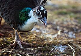 female peacock in nature on a blurred background