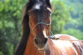 Horse Head Portrait