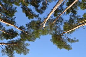 Nature Pine View From The Bottom