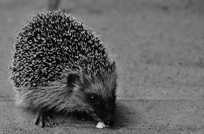 black and white photo of a hedgehog who found feed