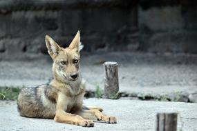 dog Coyote Animal