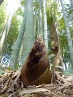 Bamboo Shoot Sprout