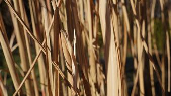 dry Bamboo Brown Texture