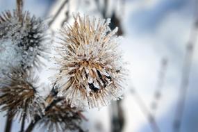 Frost Snow Nature