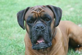 boxer dog lays on lawn, head close up