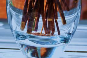 fresh water in a glass