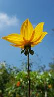 Yellow Flower Spring macro