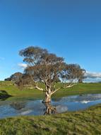 Tree Pond Water