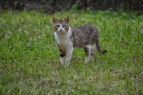 Domestic Cat Feline Animal on grass