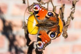 Peacock ButterflyMonarch butterfly on a plant on a blurred background