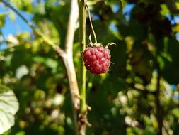 Raspberry Berry Nature
