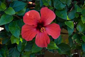 Hibiscus Flower Red macro