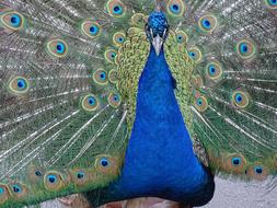enchanting Peacock Animals Colors