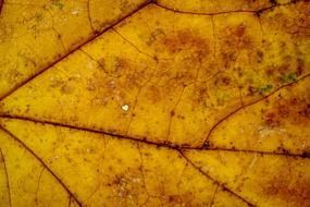 Autumn dry Leaf texture