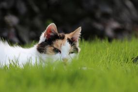 spotted cat in tall green grass close up
