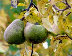 Green healthy pears
