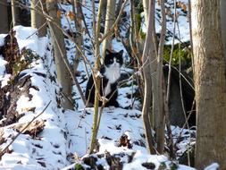 Beautiful black and white cat in the beautiful forest, with the trees, in snow, in light