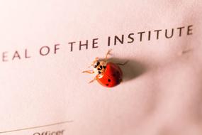 ladybug on the paper