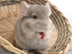 chinchilla with nuts in a basket
