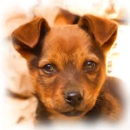 painting oil of puppy