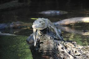 Nature Crocodile Animal World
