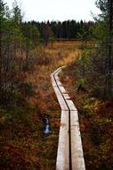 Footbridge Forest Path