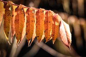 Autumn Leaves in Forest at Fall