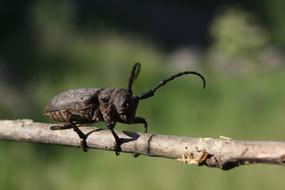 Close-up of the beetle on the branch, at blurred background with green plants