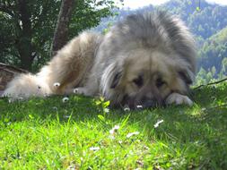 Caucasian Lion Dog