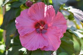 Hibiscus Pink Flower